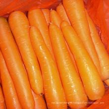 2015 New Crop Good Quality Fresh Carrot